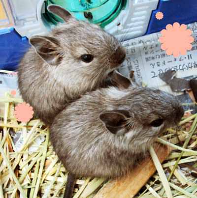 デグーちゃん